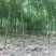 绿竹2~3m