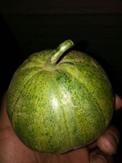 陕西渭南市甜瓜 0.3斤以上批发_柴春开供应_一