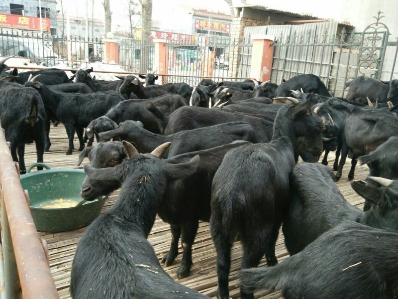 肉驴