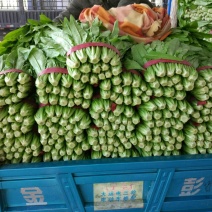 大量油麦菜上市质量优质一手货源充足支持全国发货