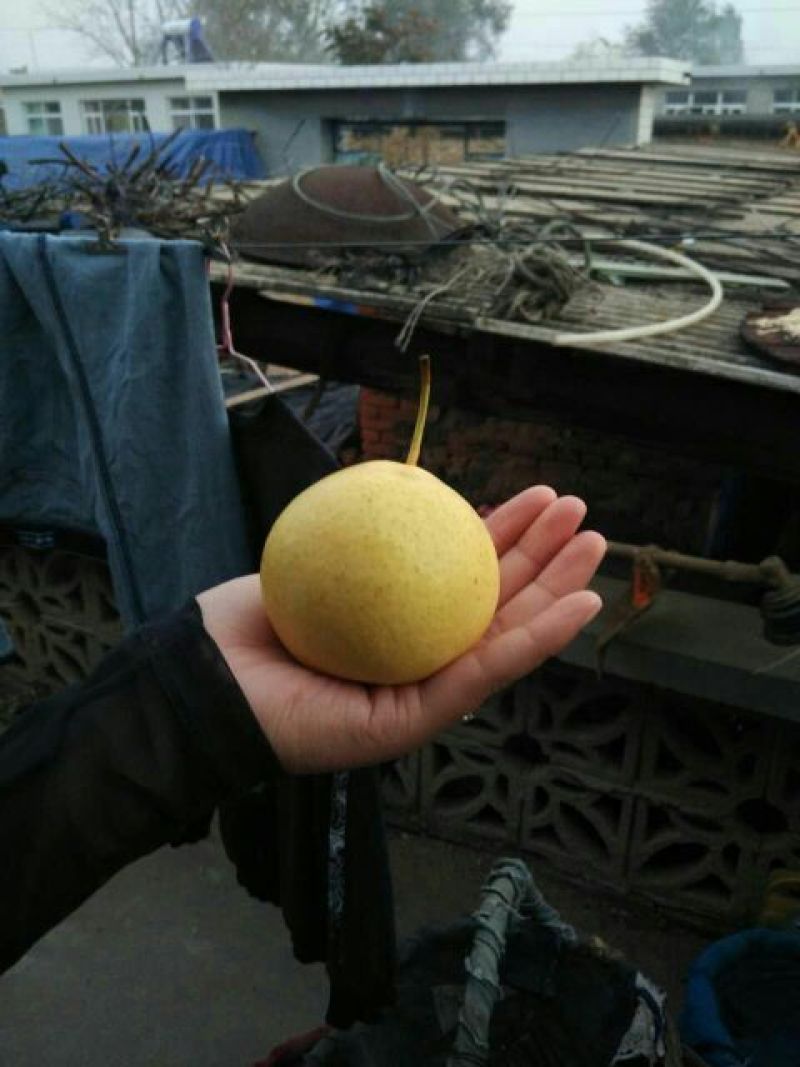 京白梨100~150g纸箱