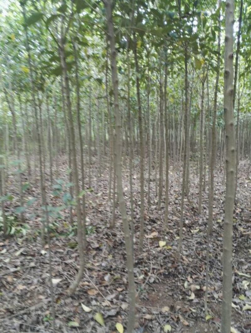 大叶女贞4cm以下