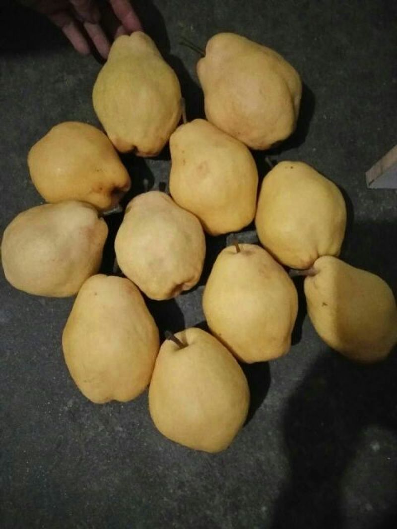 香蕉梨300~350g纸袋