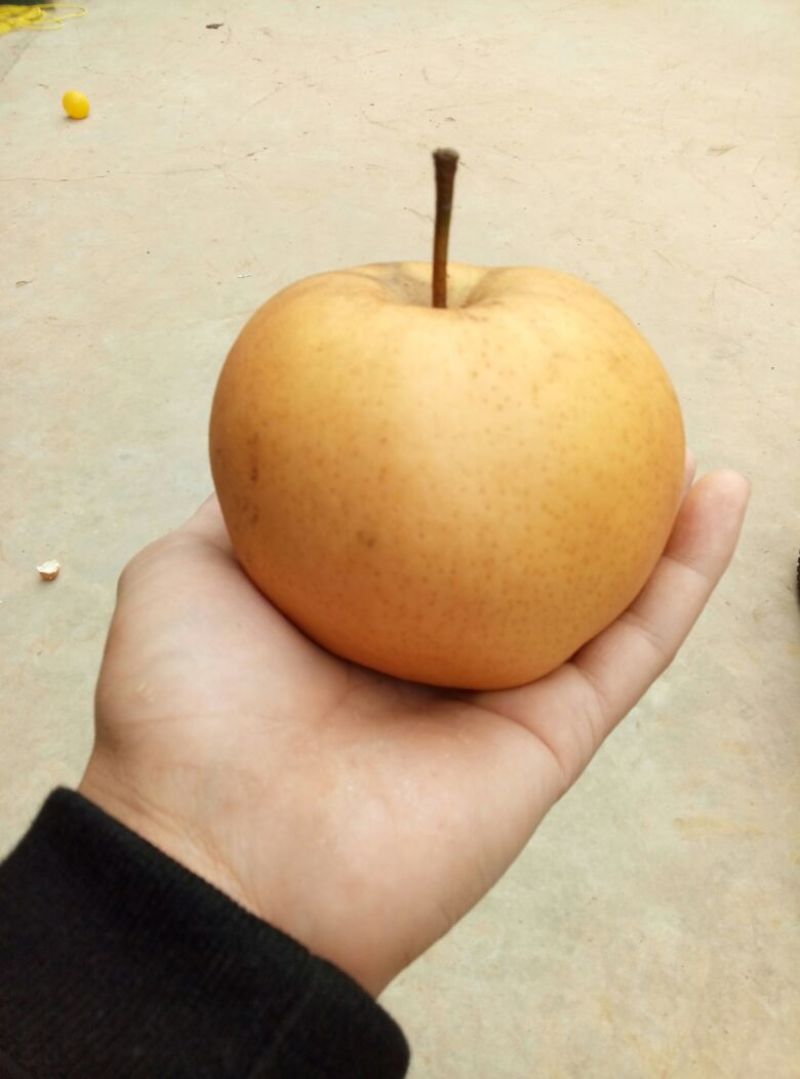 红梨300~350g纸箱
