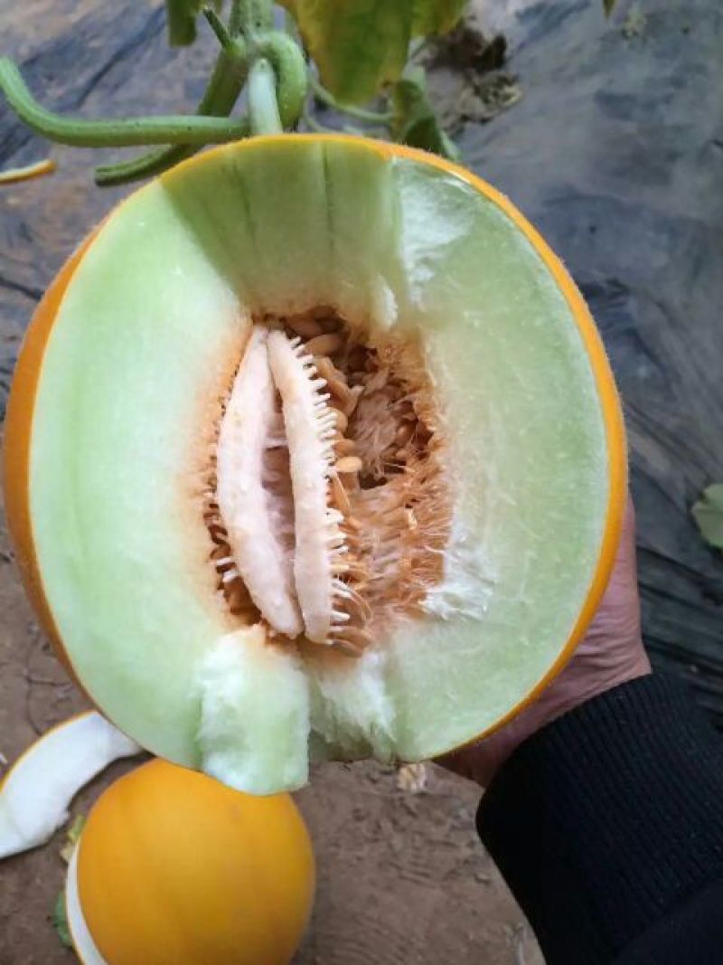 黄河蜜蜜瓜百万亩基地甜瓜对接各大平台欢迎合作考察