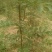 花椒苗1~2年