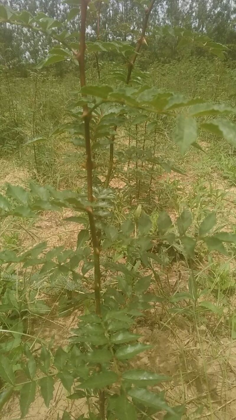 花椒苗1~2年