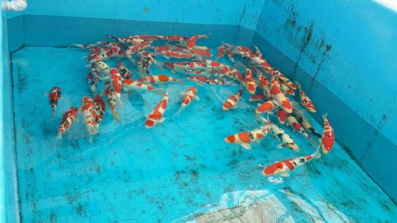 锦鲤