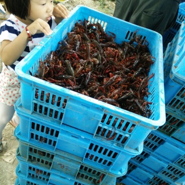 洪泽湖小龙虾苗塘口一手货