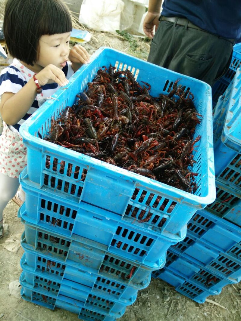 洪泽湖小龙虾苗塘口一手货
