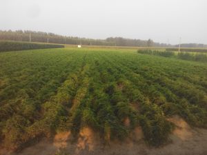 铁棍山药河南孟州市