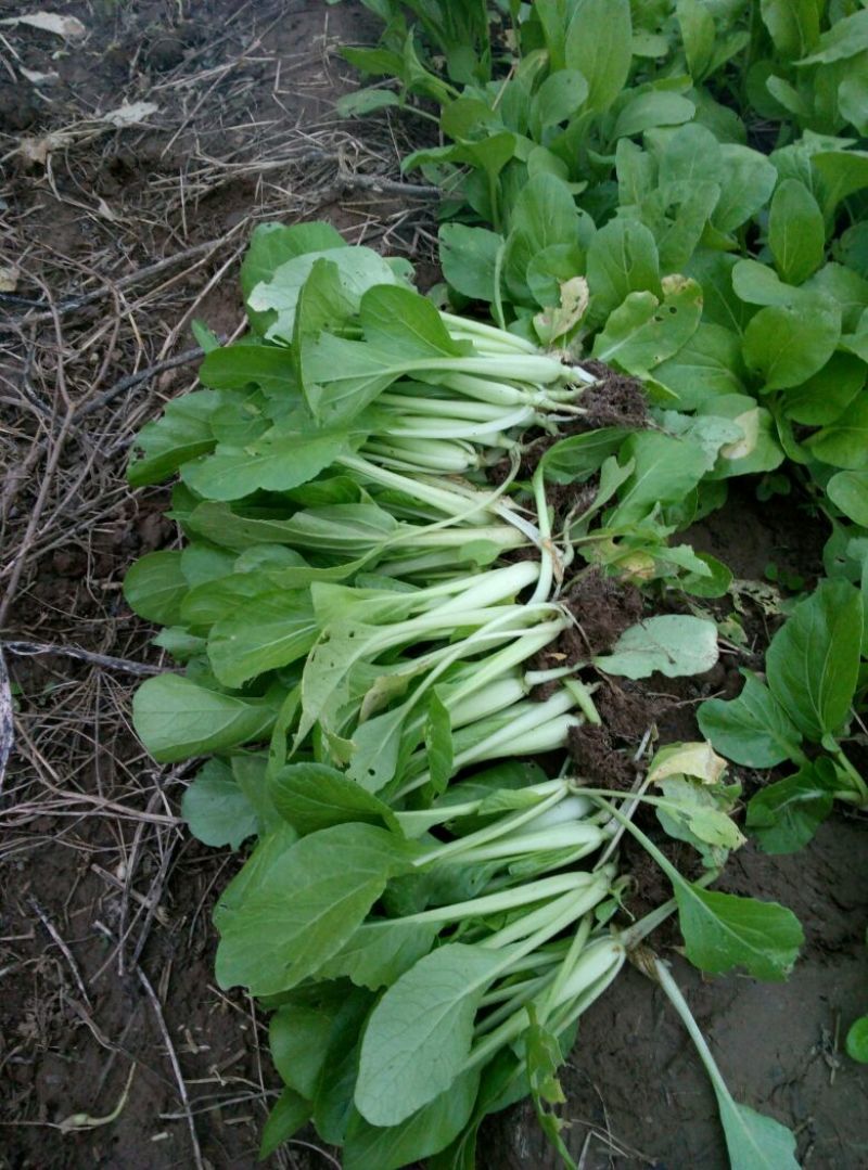 大叶菠菜15~20厘米