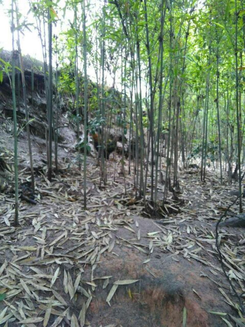 乌鸡