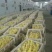 扬州大白鹅苗250g以下