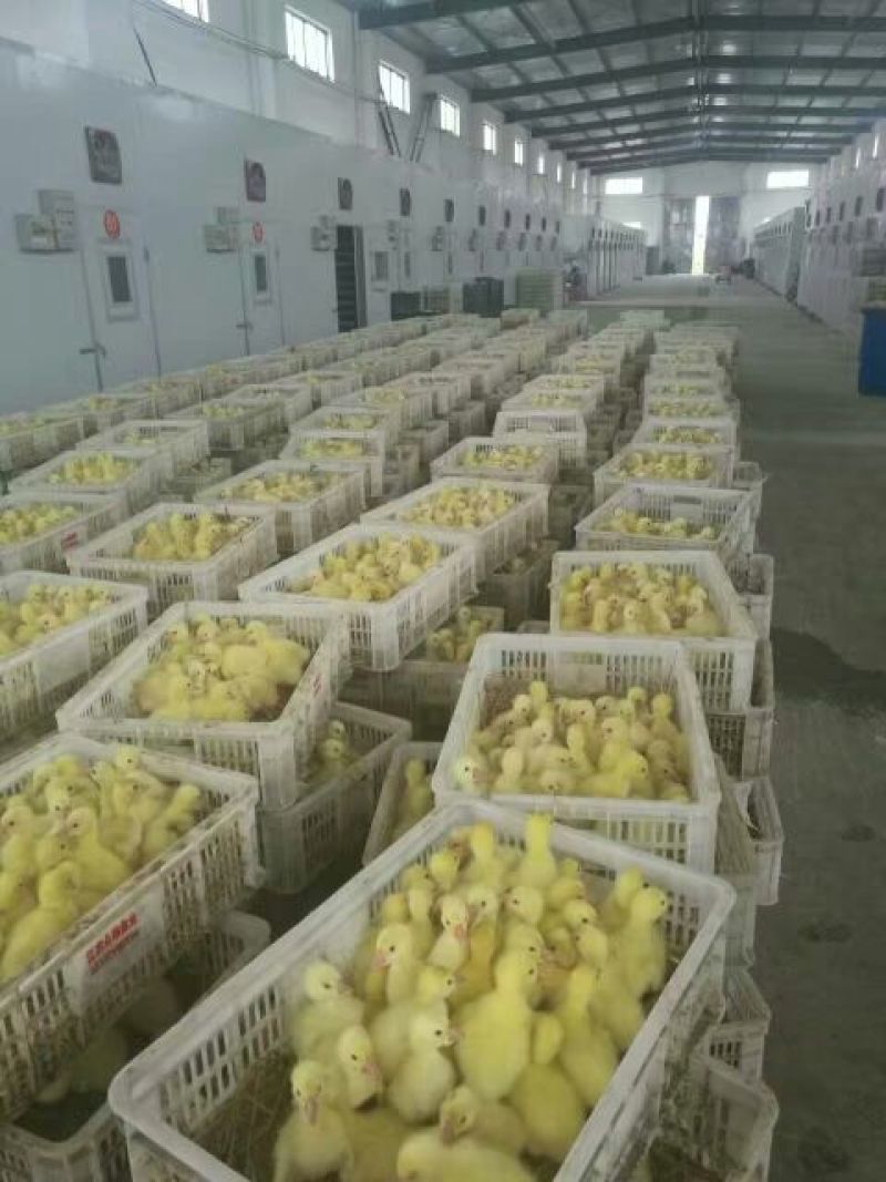 扬州大白鹅苗250g以下