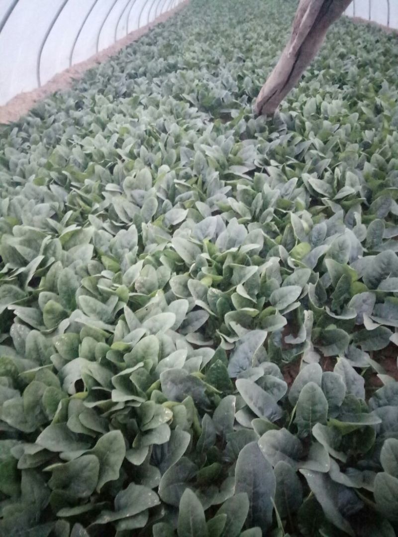 菠菜25~30厘米