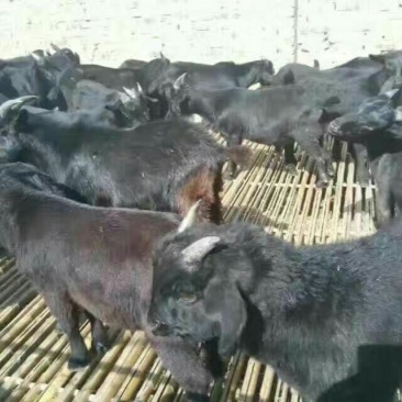 努比亚黑山羊种羊，活羊仔，羊羔羊苗，基础母羊