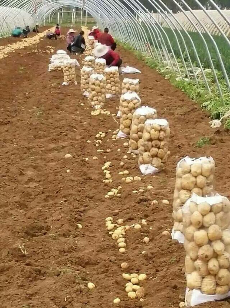 山东平阴V7土豆/个大圆滑/产地直发量大从优/货源充足
