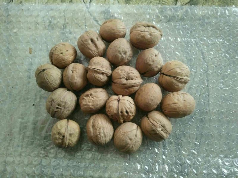 薄皮核桃25mm以下去皮干
