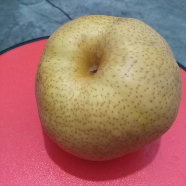 晚秋黄梨500~550g纸袋