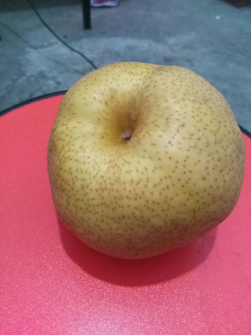 晚秋黄梨500~550g纸袋