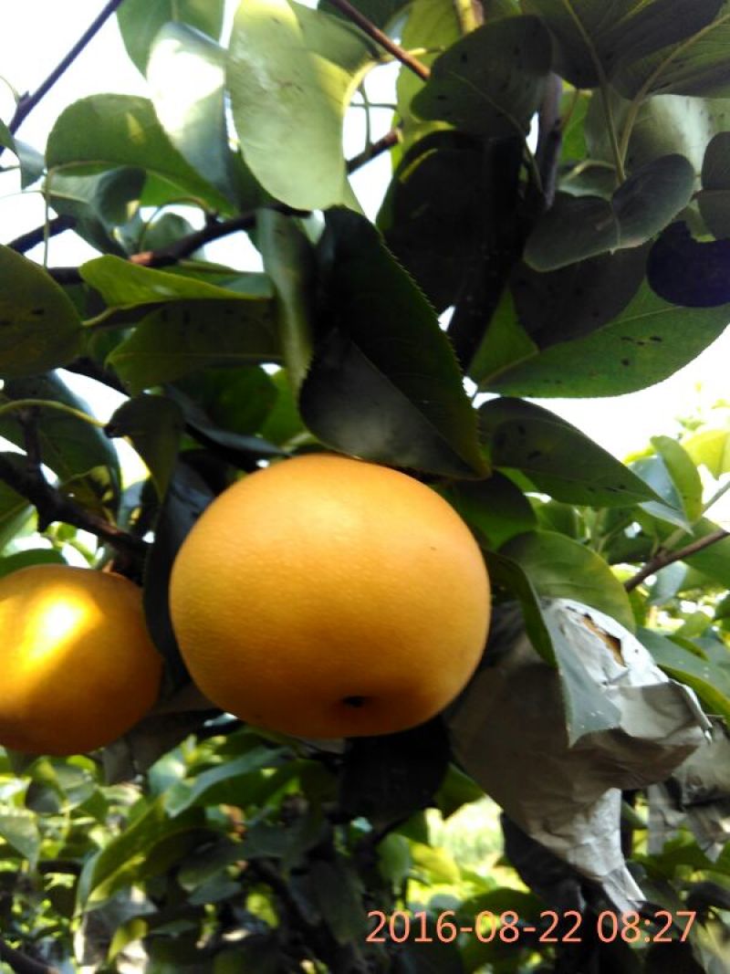 新高梨350~400g纸袋