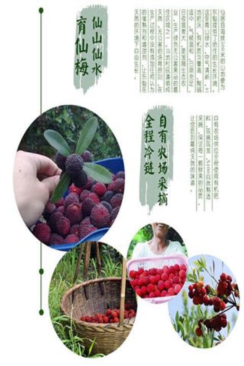 仙居杨梅3~4cm