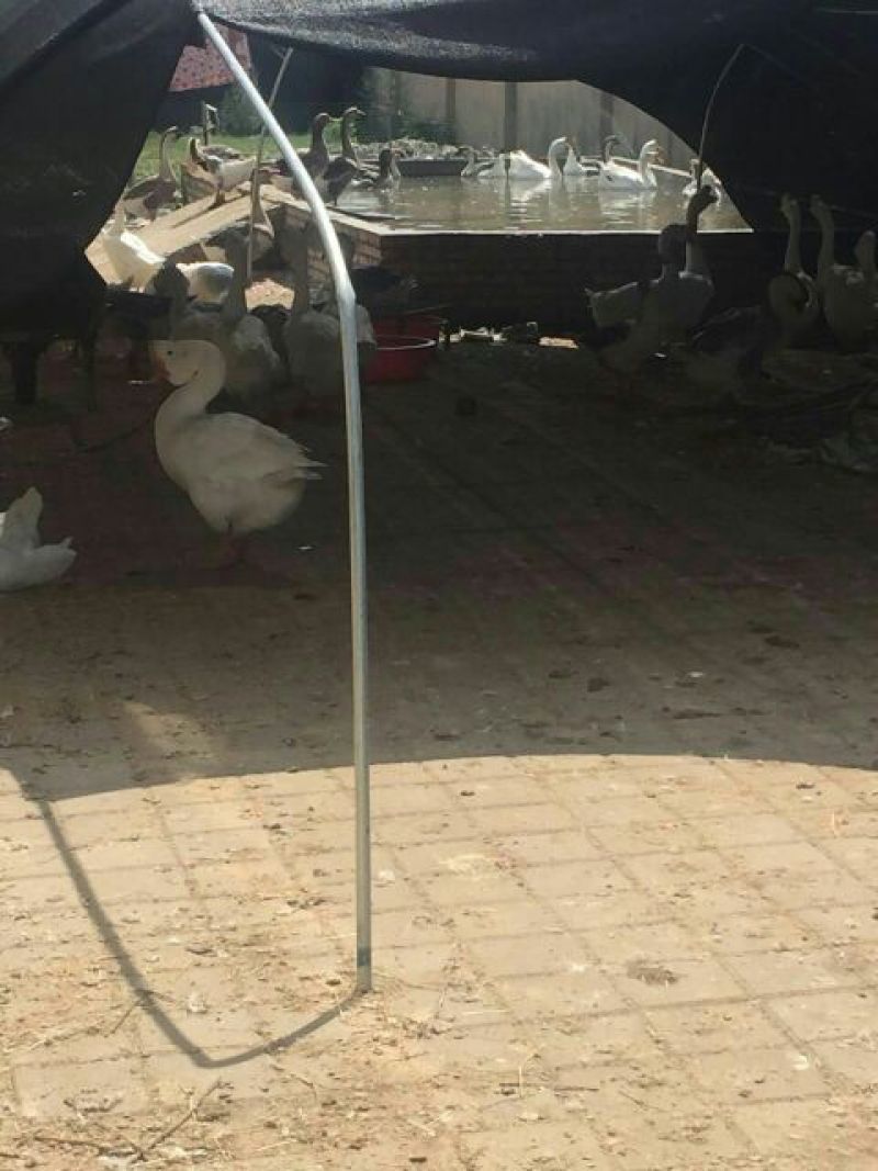狮头鹅苗250g以上