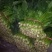 越冬菠菜25~30厘米