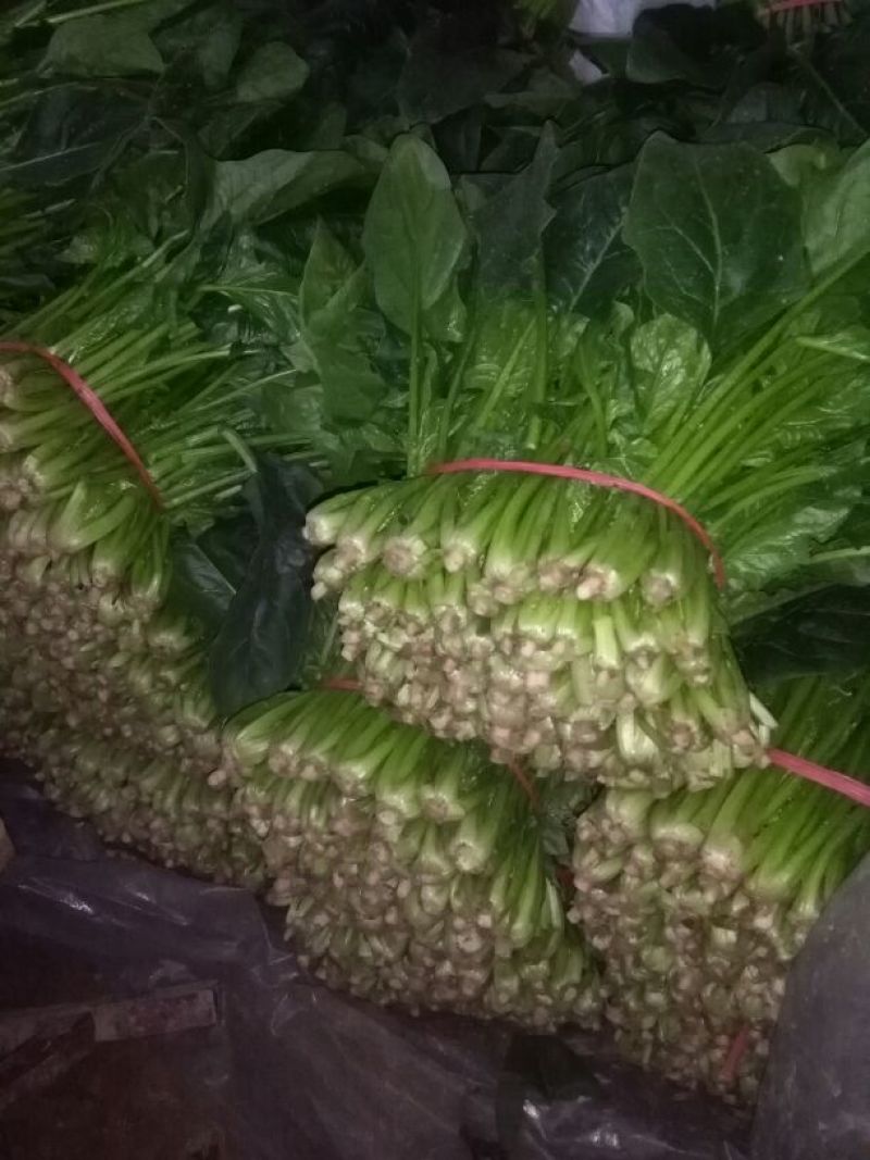 越冬菠菜25~30厘米