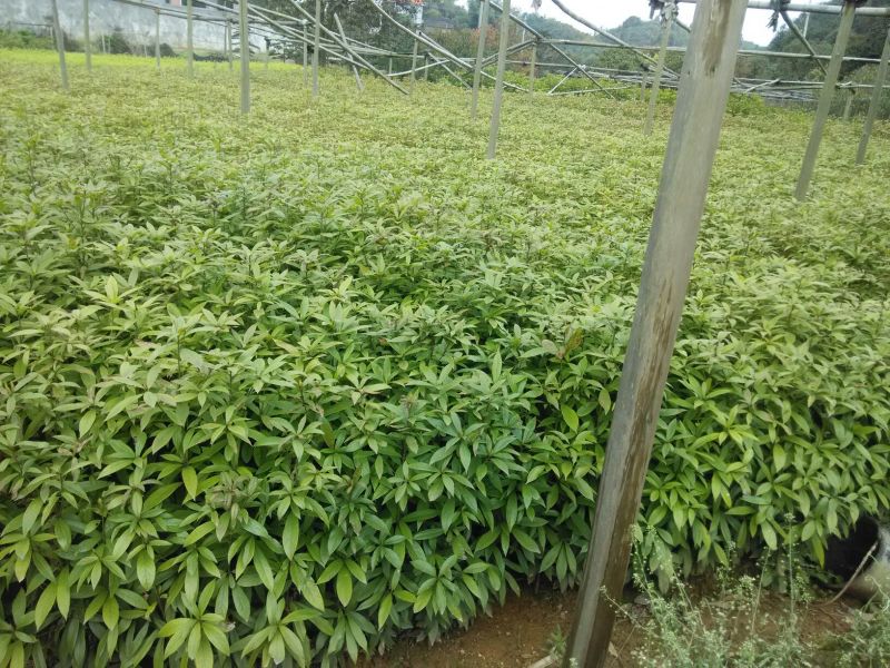 金丝楠木小苗，小叶桢楠价格，8-15cm移栽金丝楠木树价