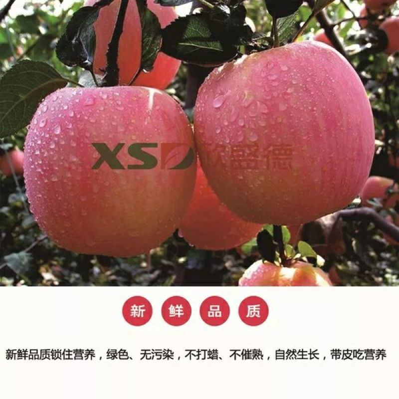 红富士苹果60mm以上纸+膜袋