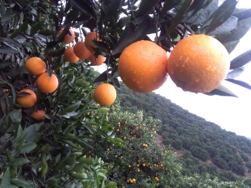 新宁脐橙优质脐橙基地