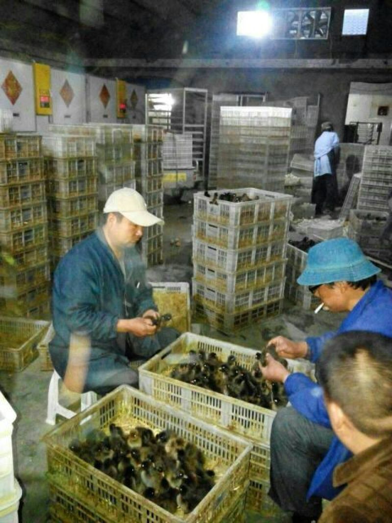 四季鹅苗250g以上
