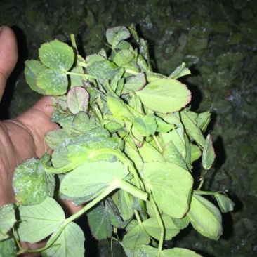 东台豌豆尖东台豌豆苗新鲜当季时令蔬菜现摘现发