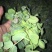 东台豌豆尖东台豌豆苗新鲜当季时令蔬菜现摘现发