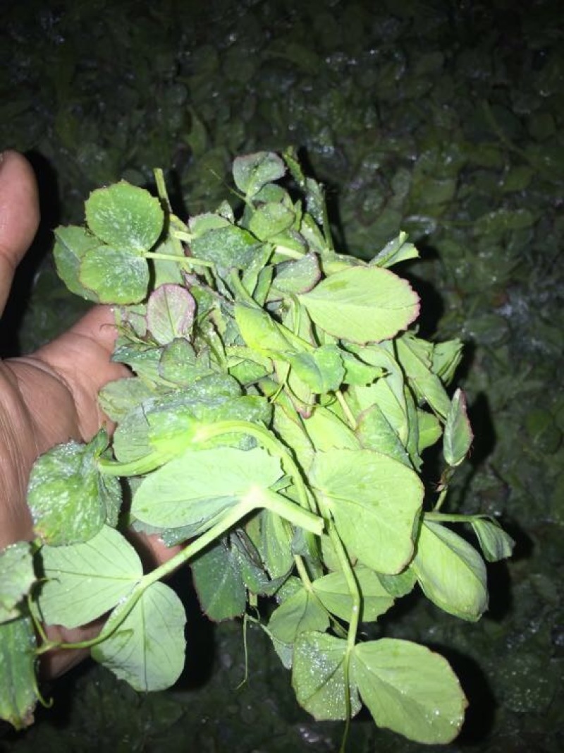 东台豌豆尖东台豌豆苗新鲜当季时令蔬菜现摘现发