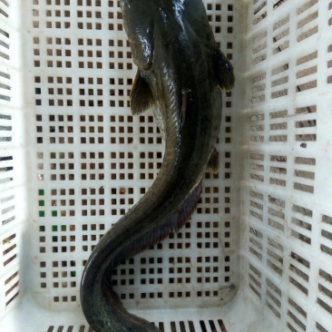 大口鲶食用