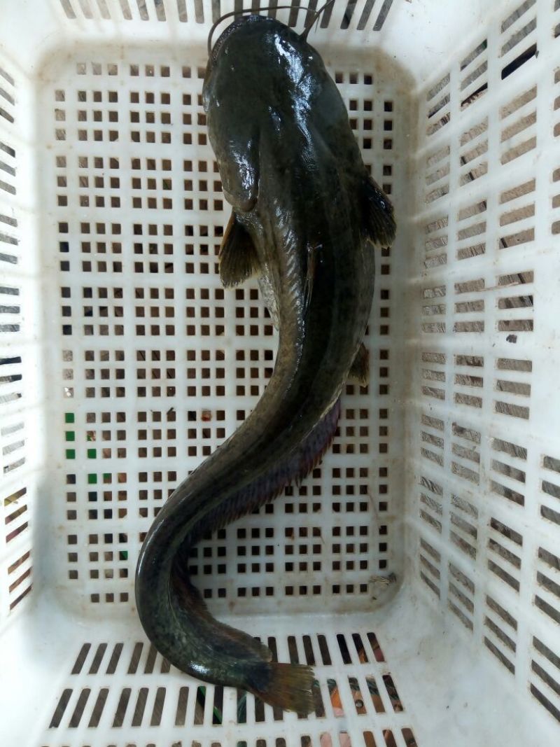 大口鲶食用