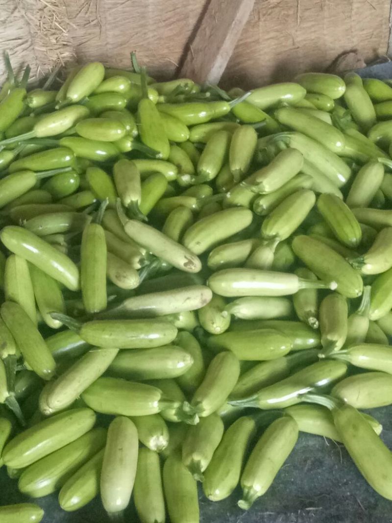 绿皮西葫芦0.8斤以上