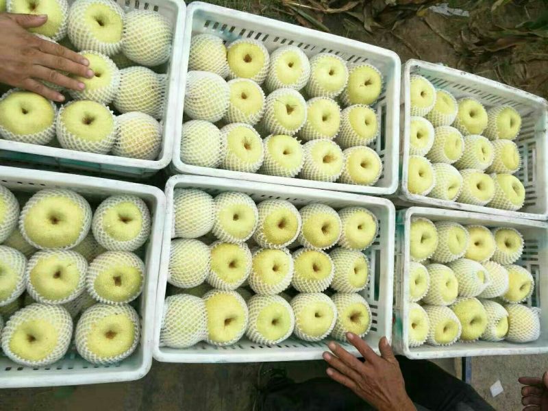 砀山梨200~250g光果