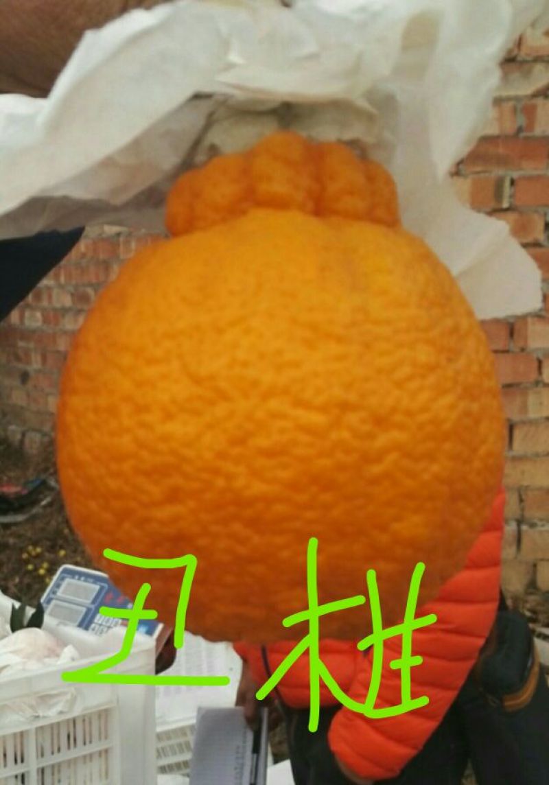 出售不知火丑柑凸顶柑柑橘嫁接苗苗高45-65cm