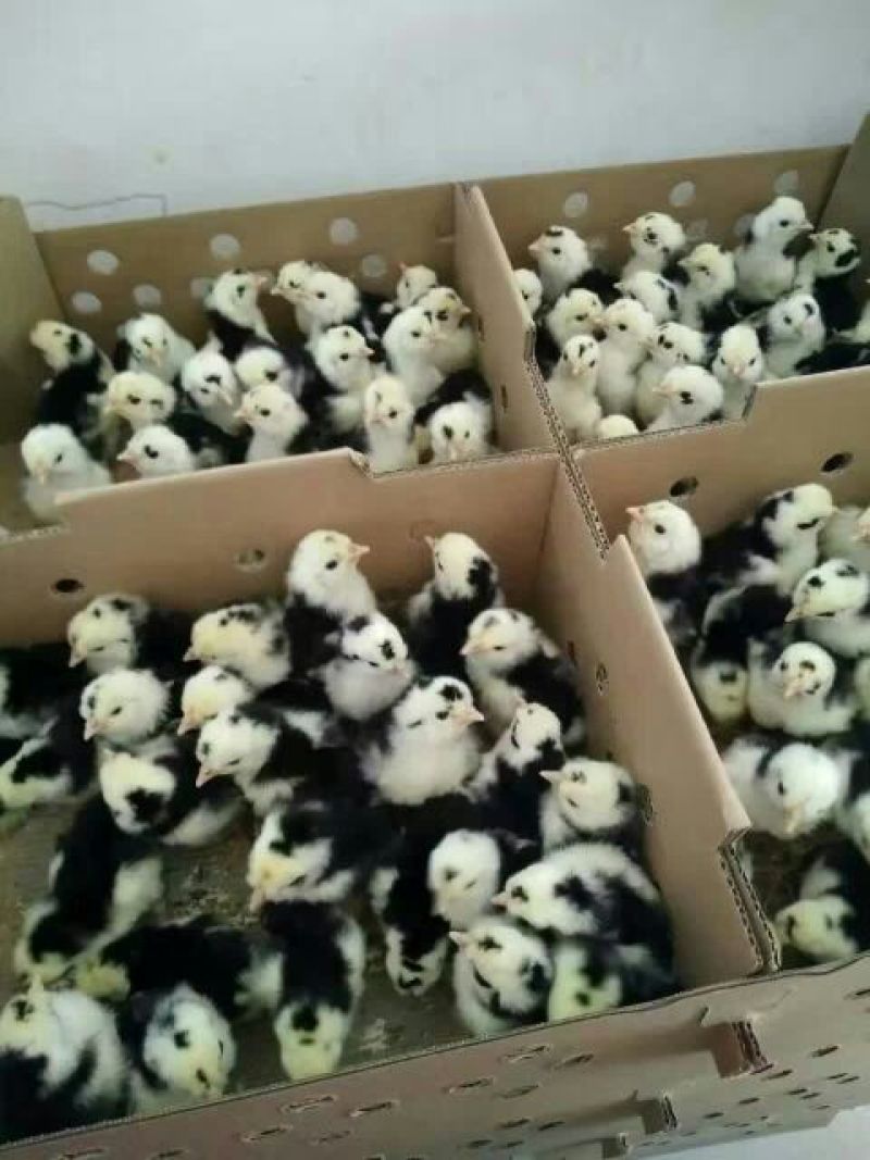 鸡苗500克以下脱温苗