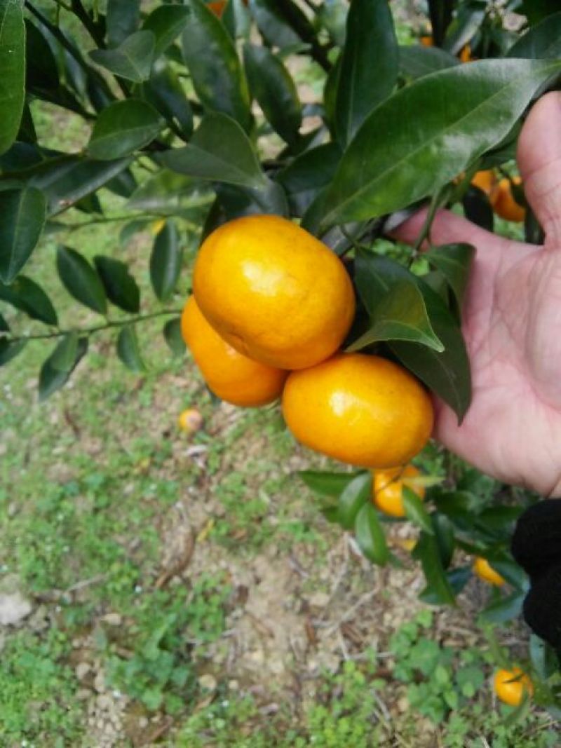 年桔4~4.5cm