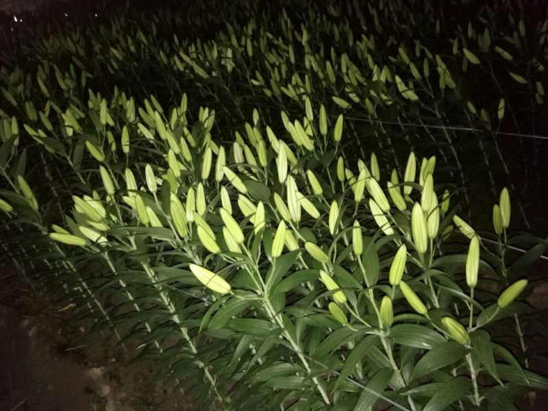 荷兰百合4以上