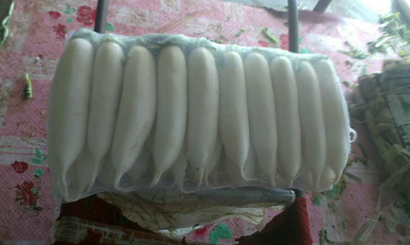 白萝卜1~1.5斤起