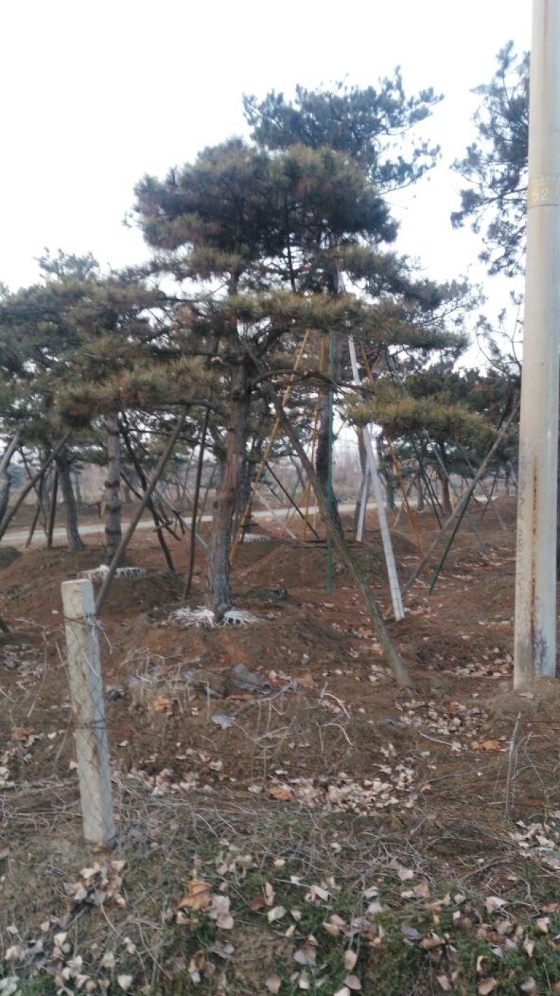 泰安成运苗木出售形道树造型油松，泰山景松