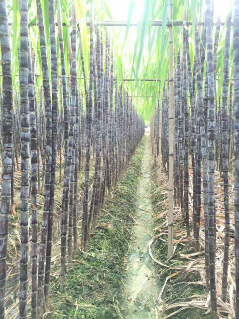 广西博白特产大量现货甘蔗果蔗5~6cm2~2.5米
