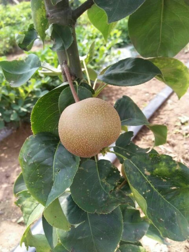秋月梨350~400g纸箱