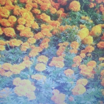 万寿菊种苗